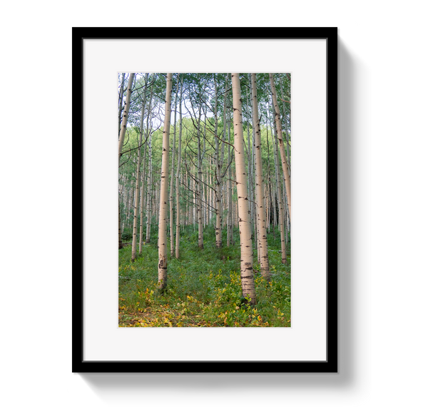 Aspen Grove